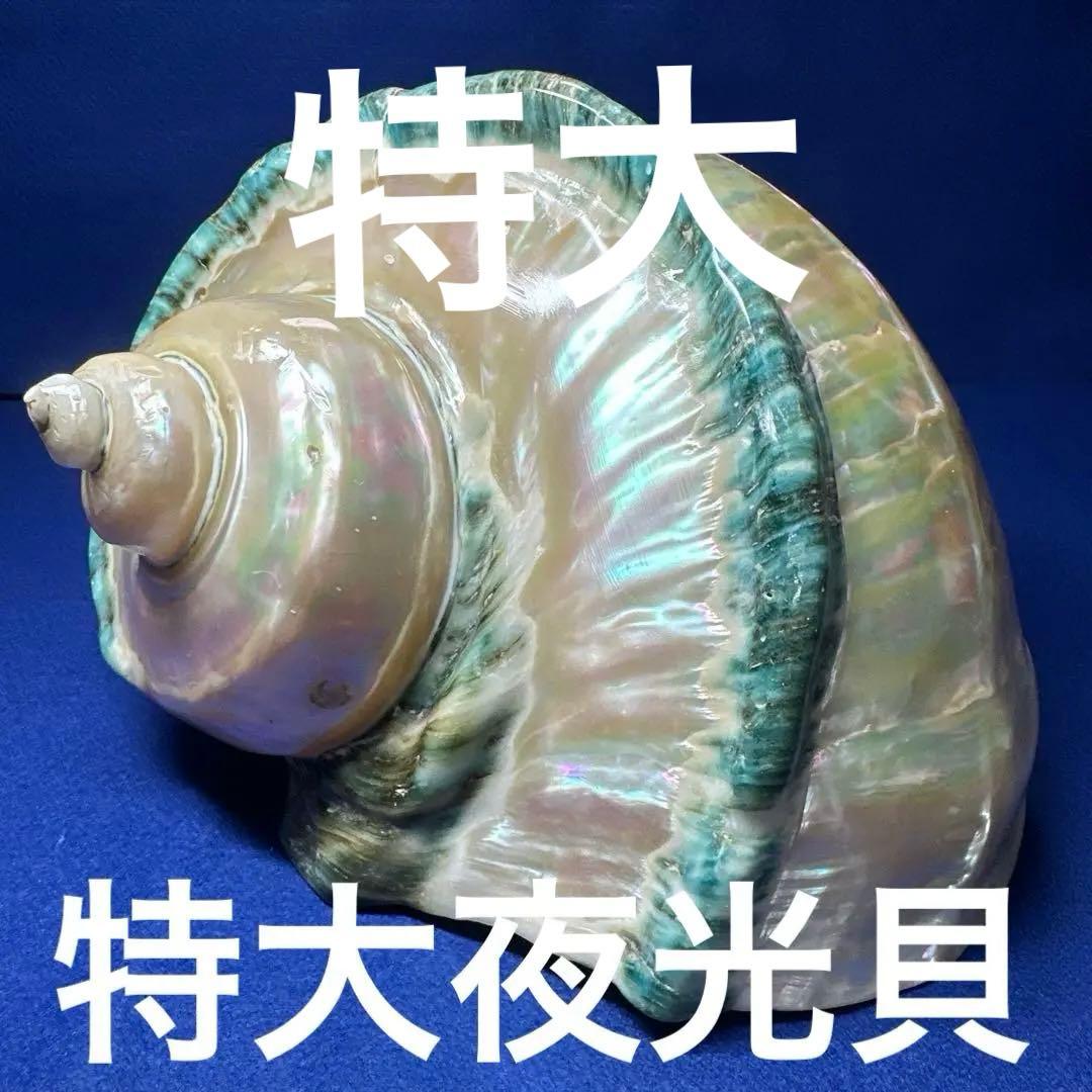 特大　夜光貝　真珠磨き　インテリア　　　　　　飾り物　　アクセサリー　オブジェ