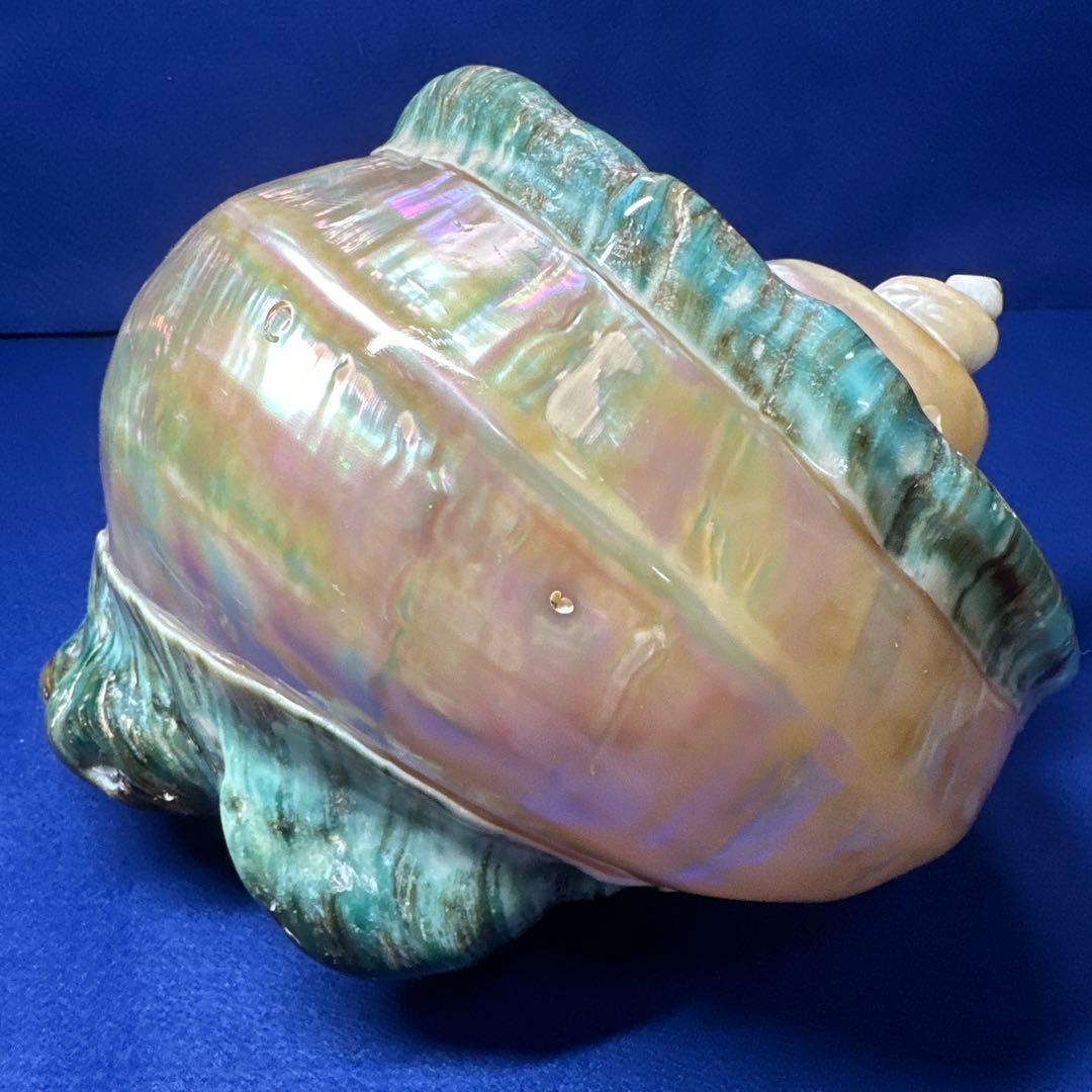 特大　夜光貝　真珠磨き　インテリア　　　　　　飾り物　　アクセサリー　オブジェ