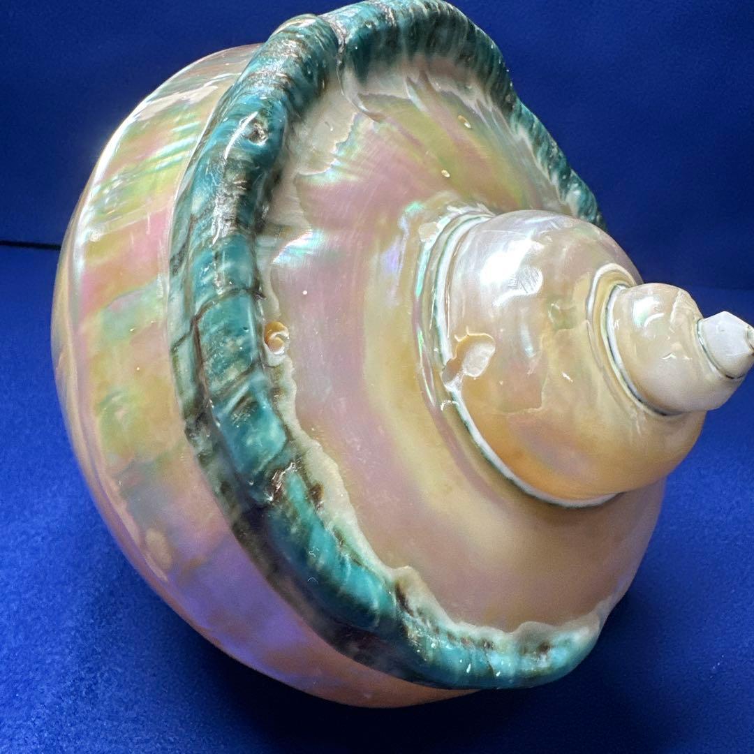特大　夜光貝　真珠磨き　インテリア　　　　　　飾り物　　アクセサリー　オブジェ