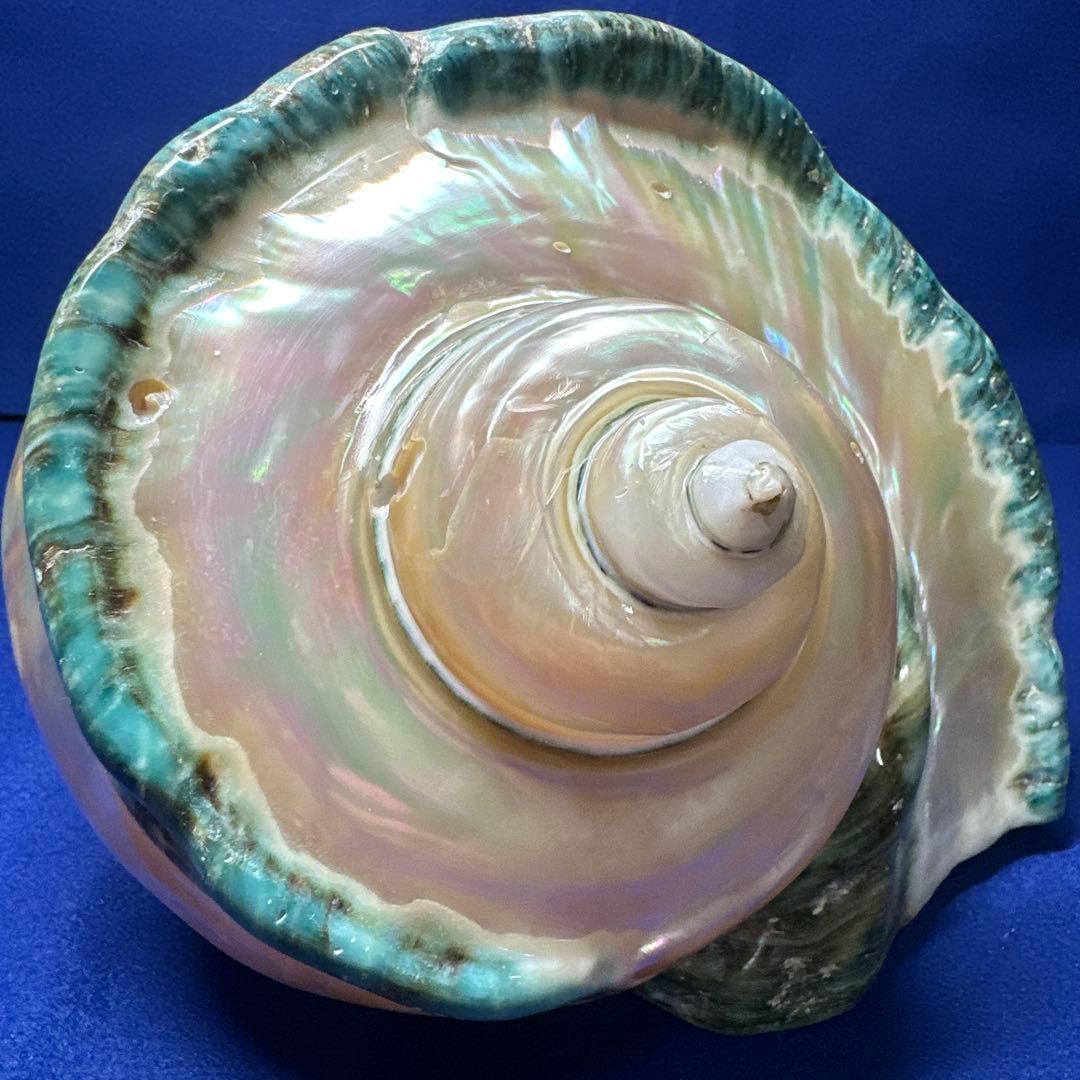 特大　夜光貝　真珠磨き　インテリア　　　　　　飾り物　　アクセサリー　オブジェ