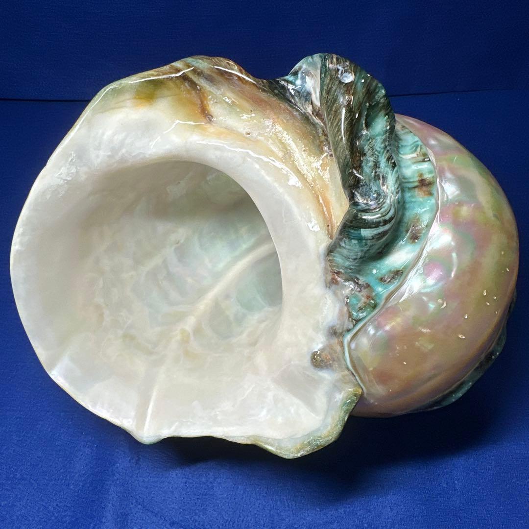 特大　夜光貝　真珠磨き　インテリア　　　　　　飾り物　　アクセサリー　オブジェ