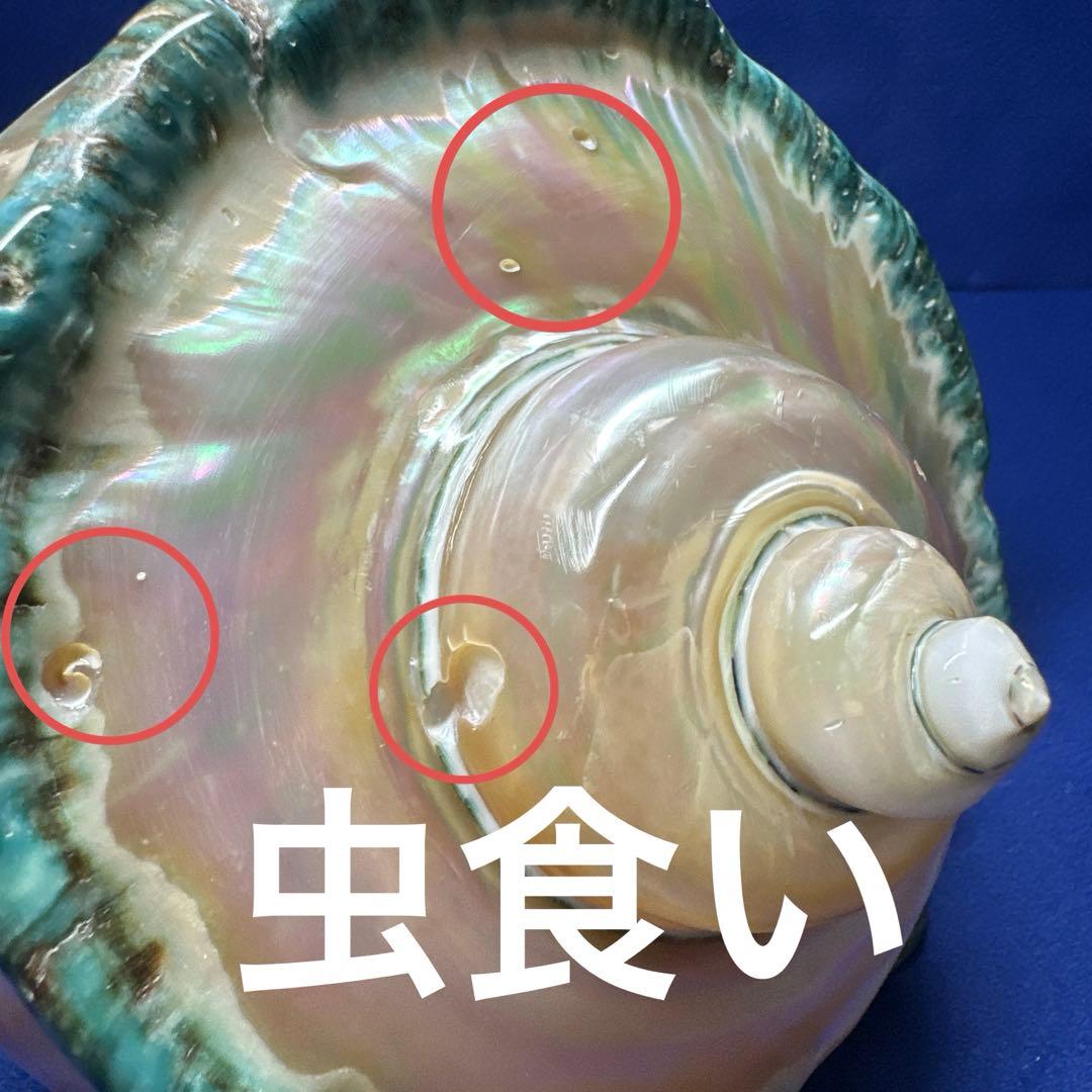 特大　夜光貝　真珠磨き　インテリア　　　　　　飾り物　　アクセサリー　オブジェ