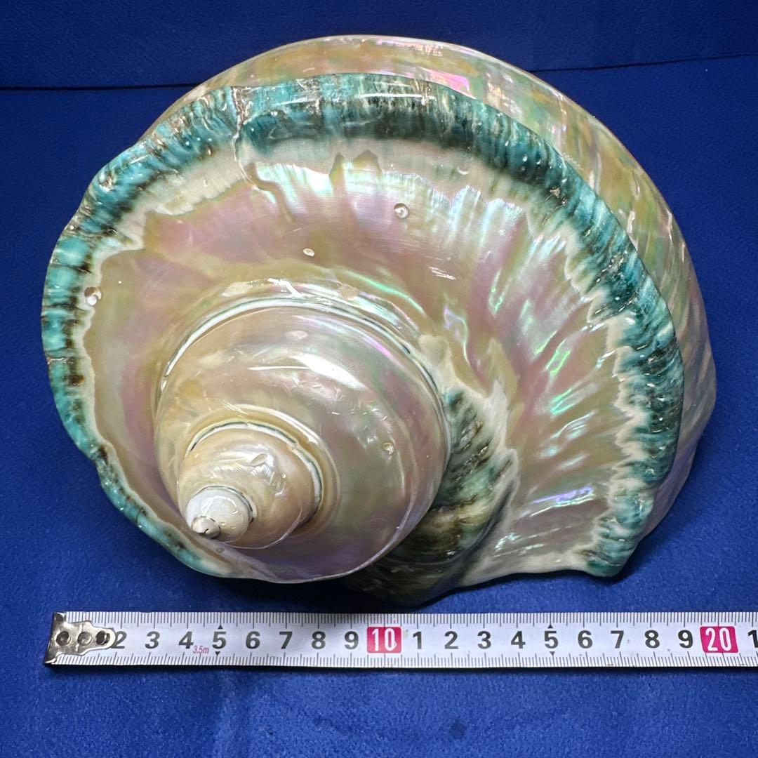 特大　夜光貝　真珠磨き　インテリア　　　　　　飾り物　　アクセサリー　オブジェ