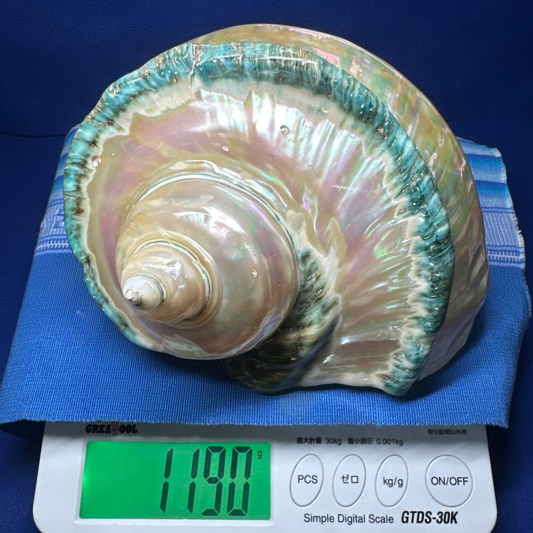 特大　夜光貝　真珠磨き　インテリア　　　　　　飾り物　　アクセサリー　オブジェ