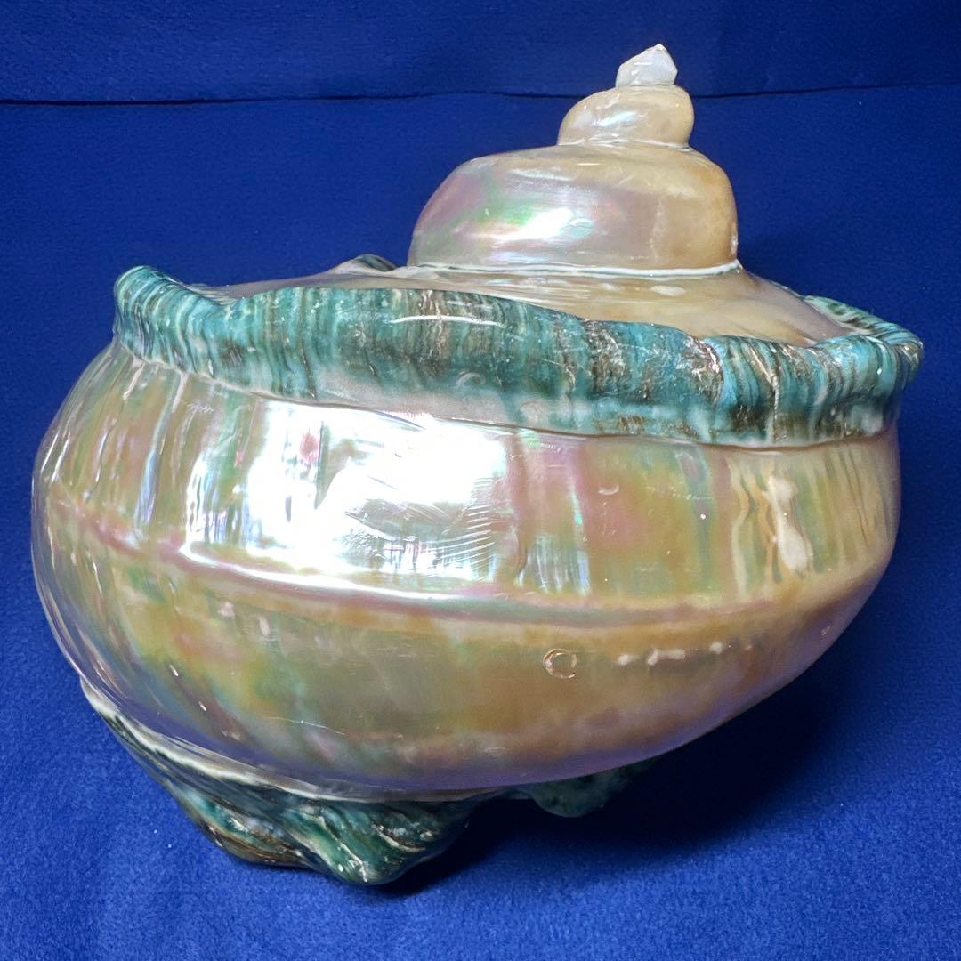 特大　夜光貝　真珠磨き　インテリア　　　　　　飾り物　　アクセサリー　オブジェ