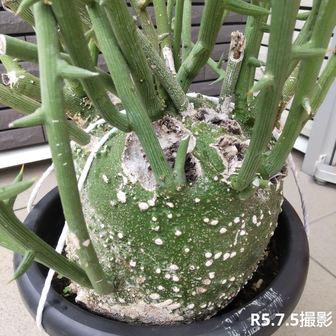 【現品】超大株！塊根植物 アデニア グロボーサ ９号鉢