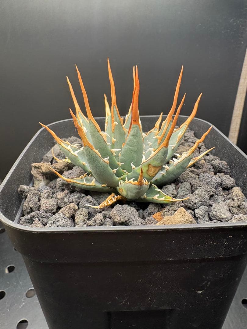 エボリスピナ　実生　選抜