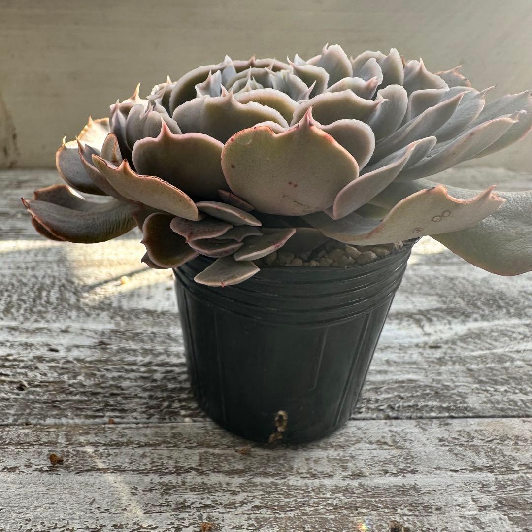 『ポットごと』 多肉植物 セット エケベリア セダム 60サイズ箱