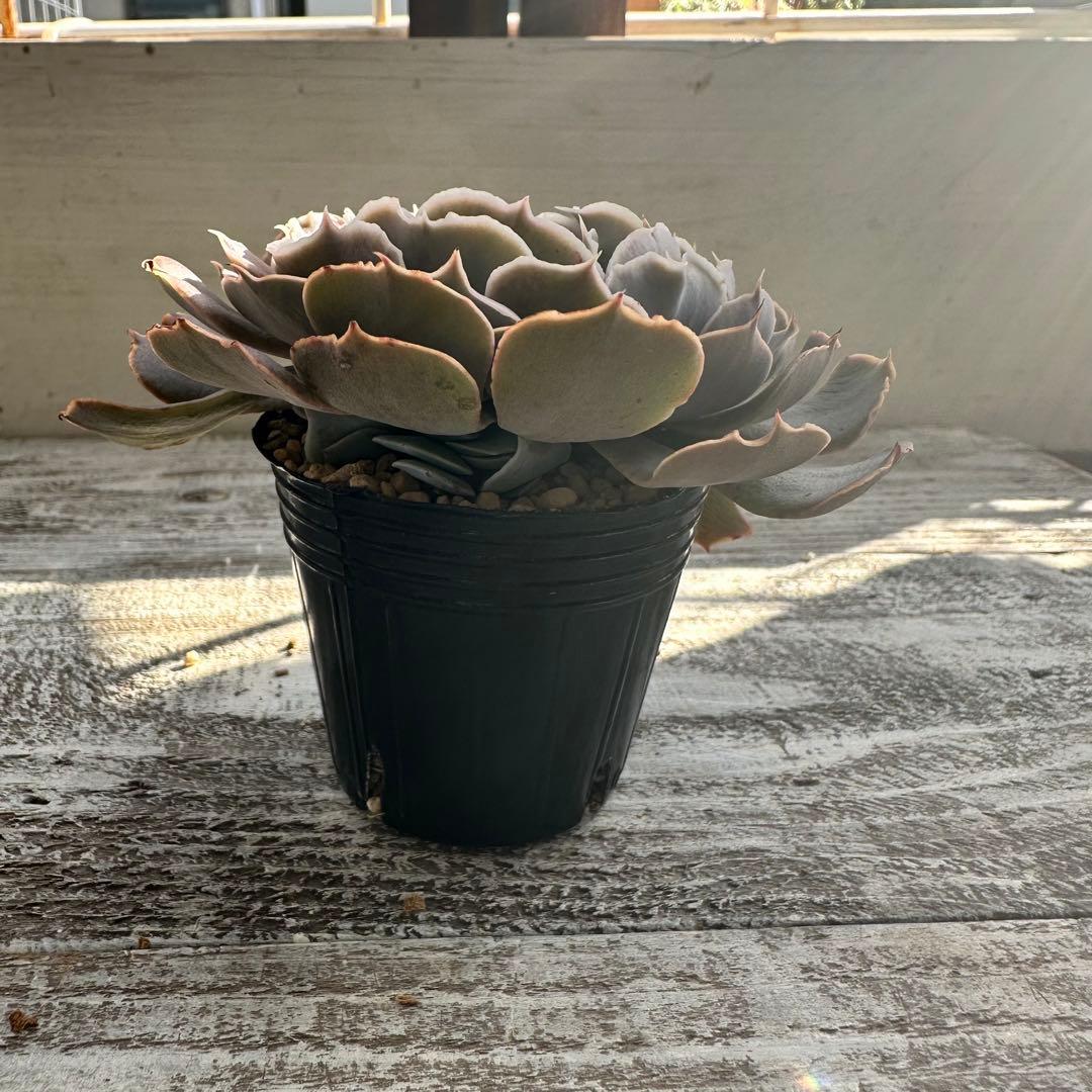 『ポットごと』 多肉植物 セット エケベリア セダム 60サイズ箱