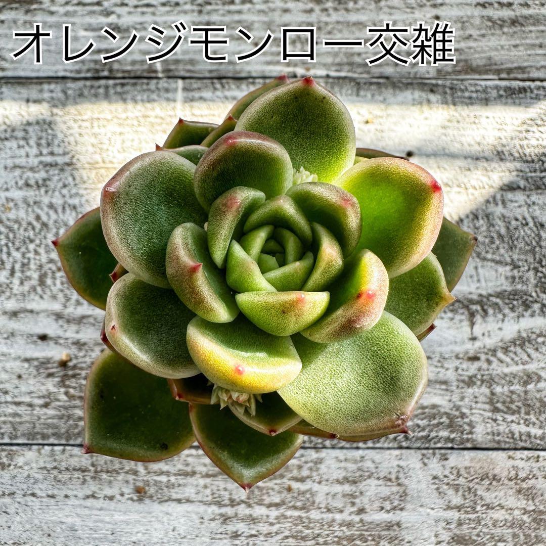 『ポットごと』 多肉植物 セット エケベリア セダム 60サイズ箱