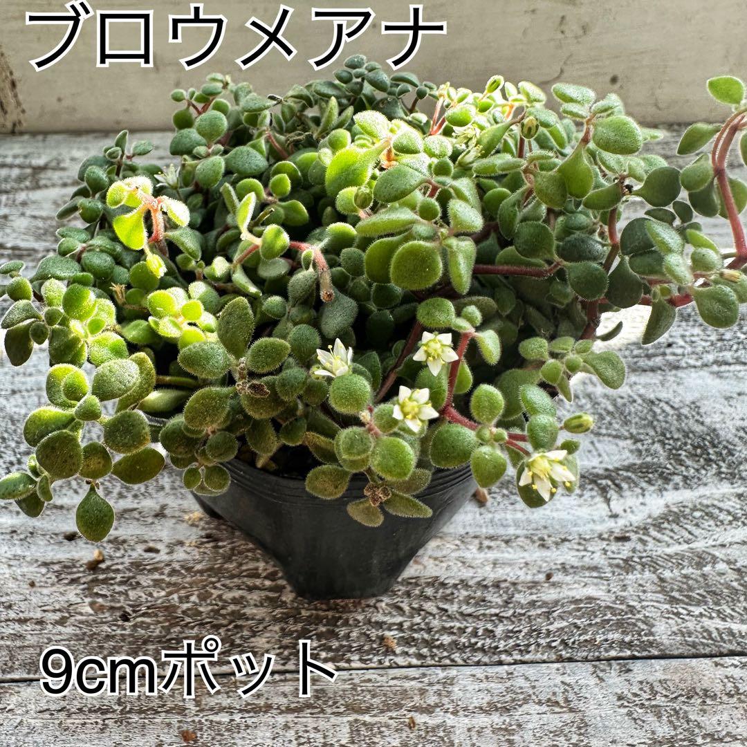 『ポットごと』 多肉植物 セット エケベリア セダム 60サイズ箱