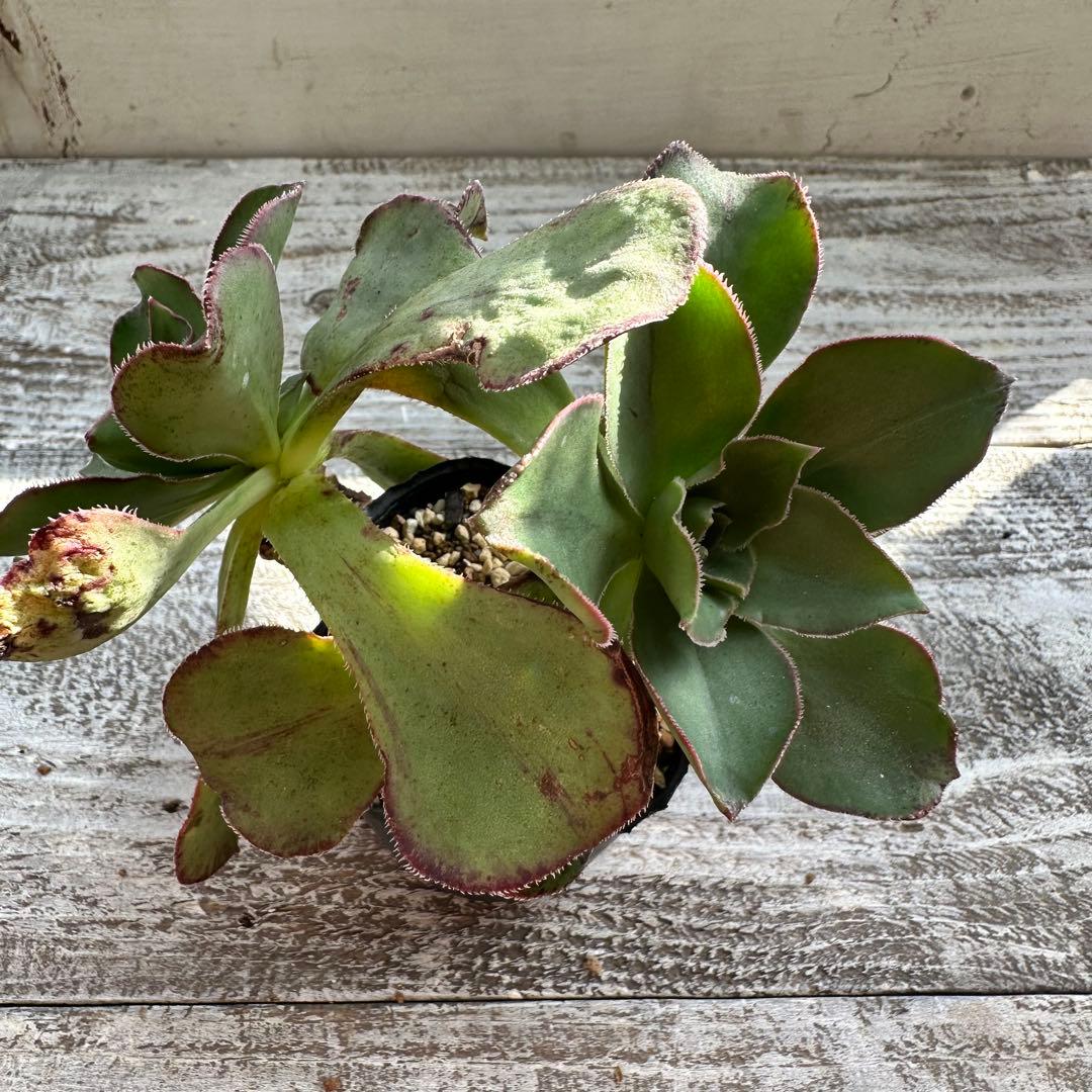 『ポットごと』 多肉植物 セット エケベリア セダム 60サイズ箱