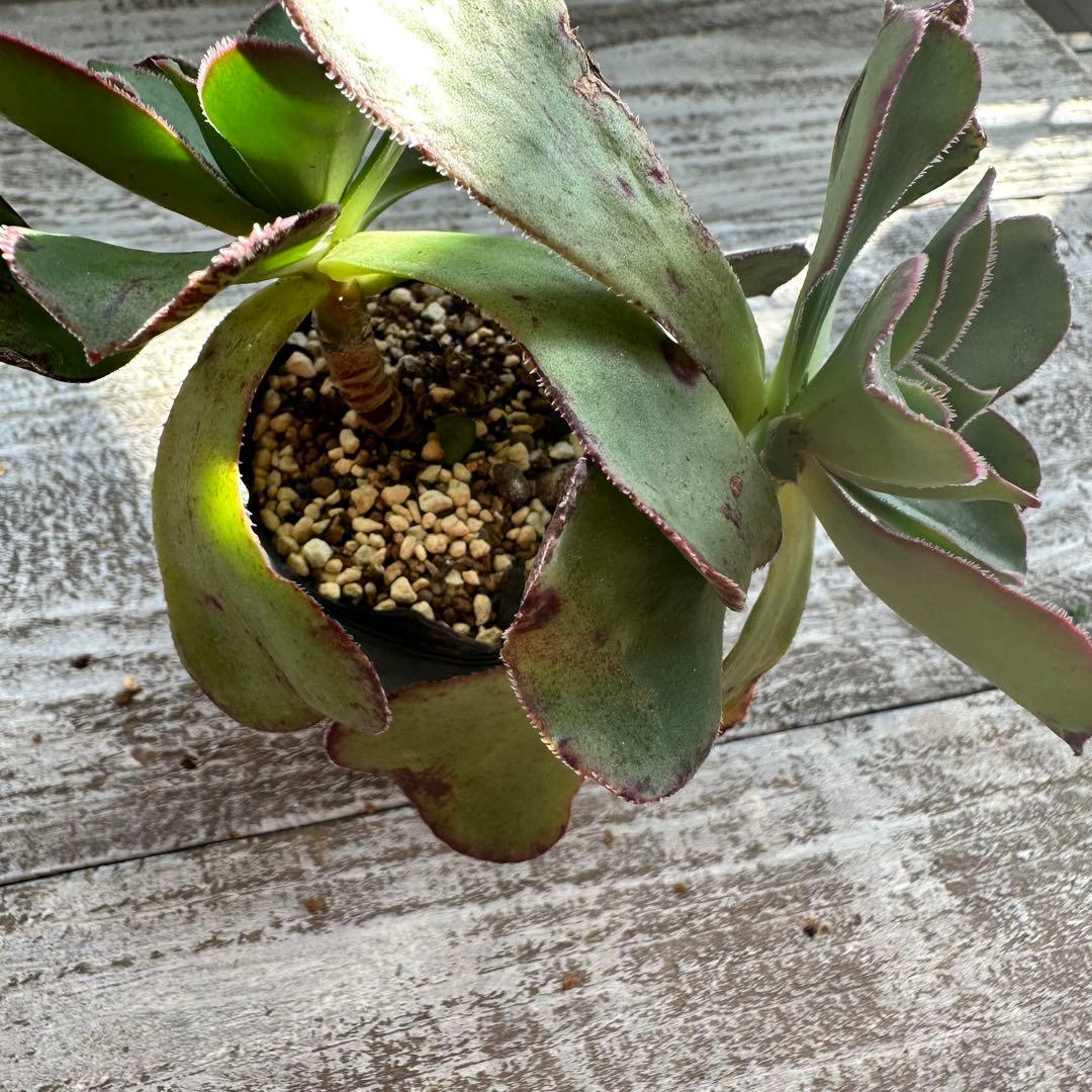 『ポットごと』 多肉植物 セット エケベリア セダム 60サイズ箱