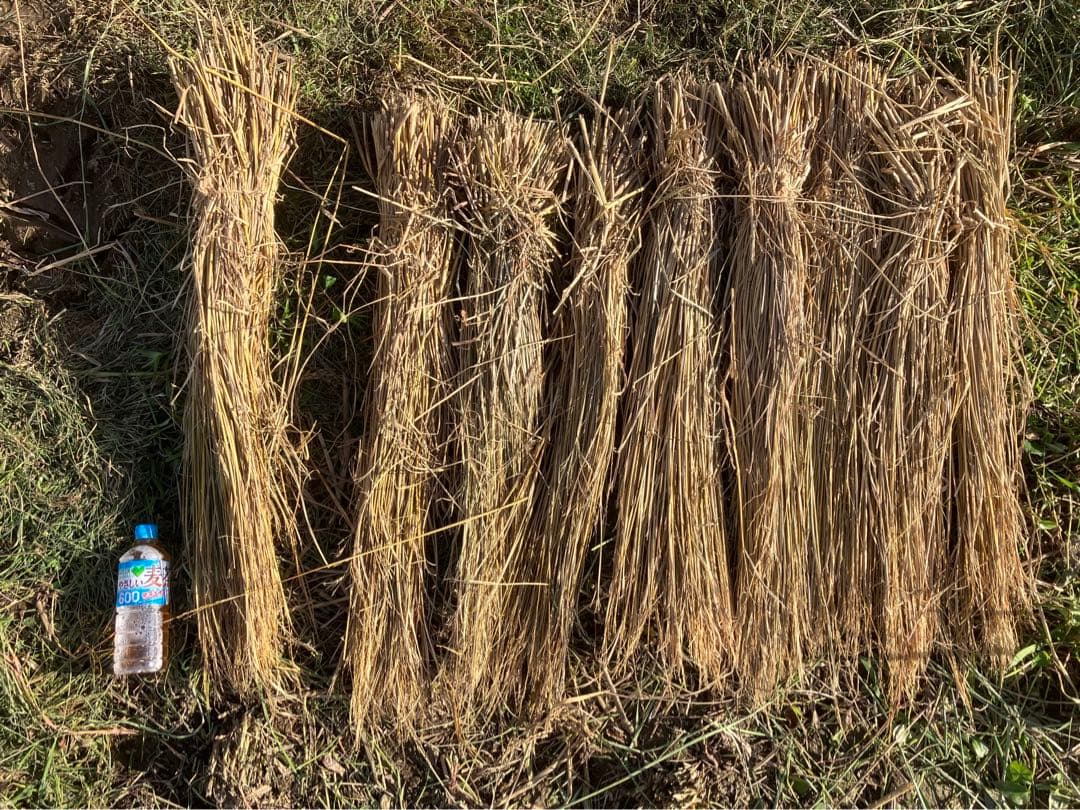 【R7年10月2日刈取り】無農薬稲わら 【有機栽培約14kg】岩手県一関市発