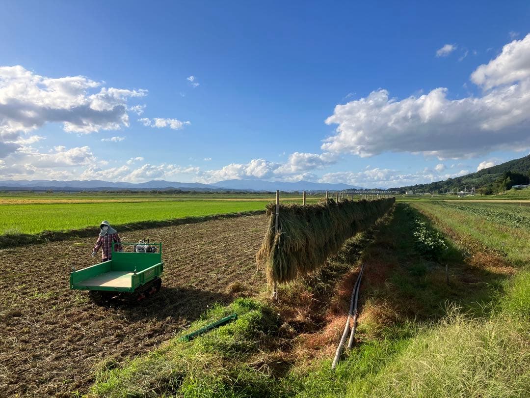 【R7年10月2日刈取り】無農薬稲わら 【有機栽培約14kg】岩手県一関市発