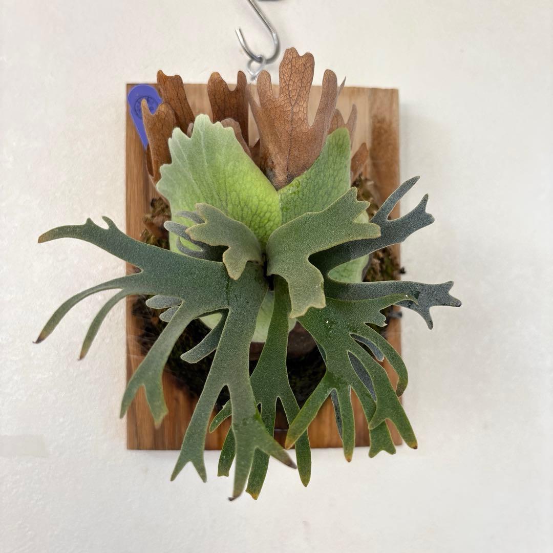 ※値下げ※【P.willinckii bacteria sporeling】