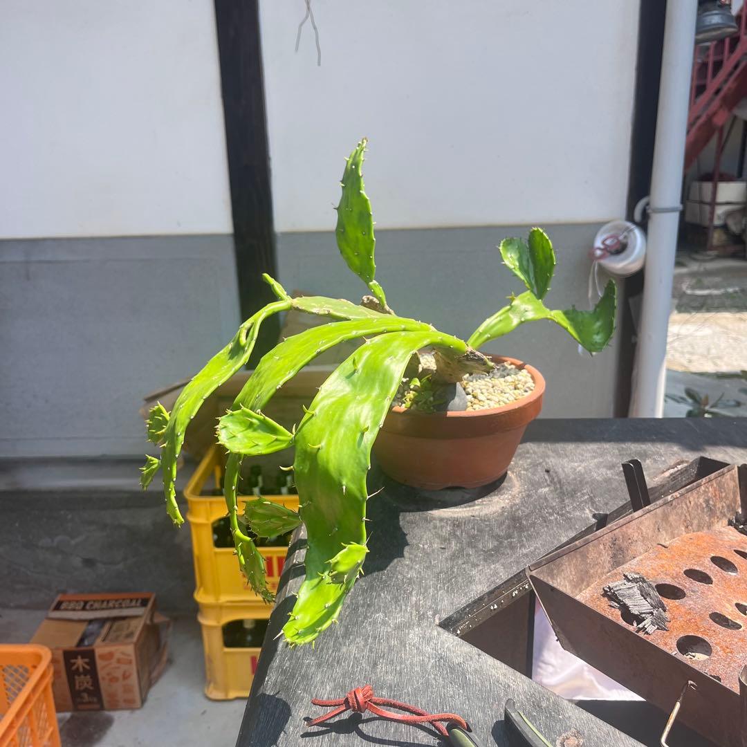 団扇仙人掌。◻️枝垂れ滝