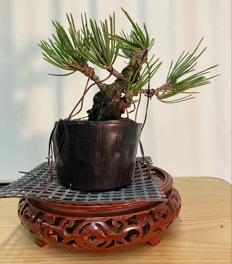 錦松　夢錦　足元太くコケ順いいです