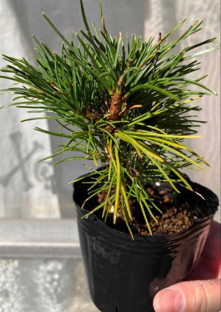 五葉松盆栽　4個