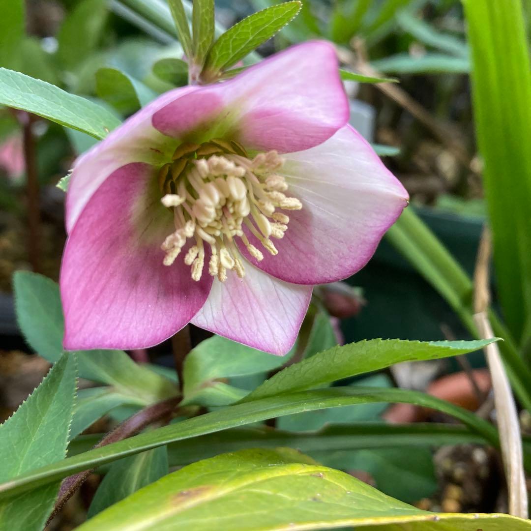 クリスマスローズ　極小輪多花ピンク　株分け前提