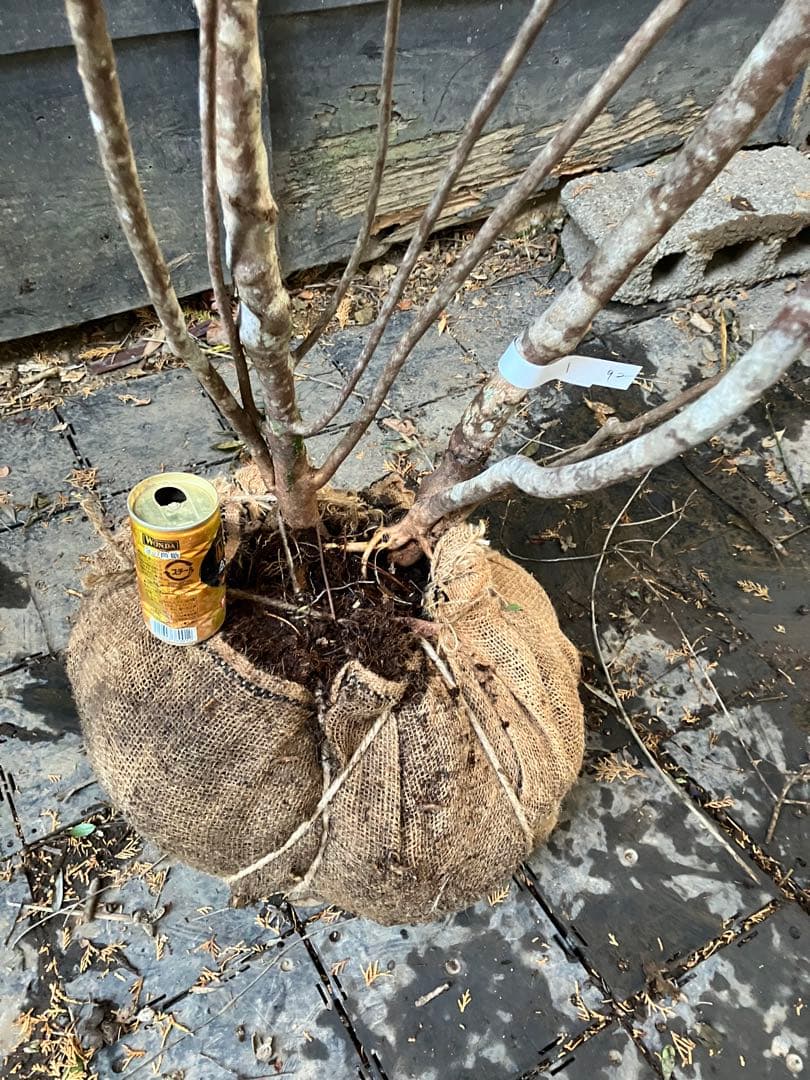 92 山採り　バイカツツジ