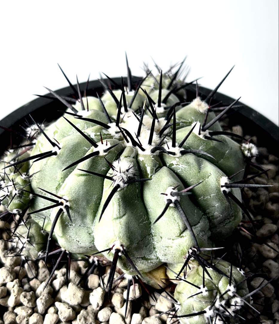 【希少、開花球、子株8個】コピアポア　シネレア　黒王丸　白肌　幅10㎝　No.5