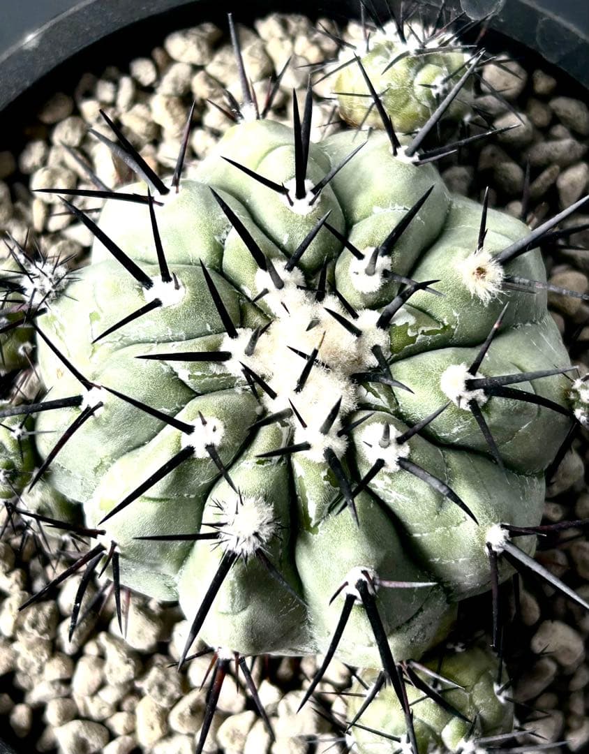 【希少、開花球、子株8個】コピアポア　シネレア　黒王丸　白肌　幅10㎝　No.5