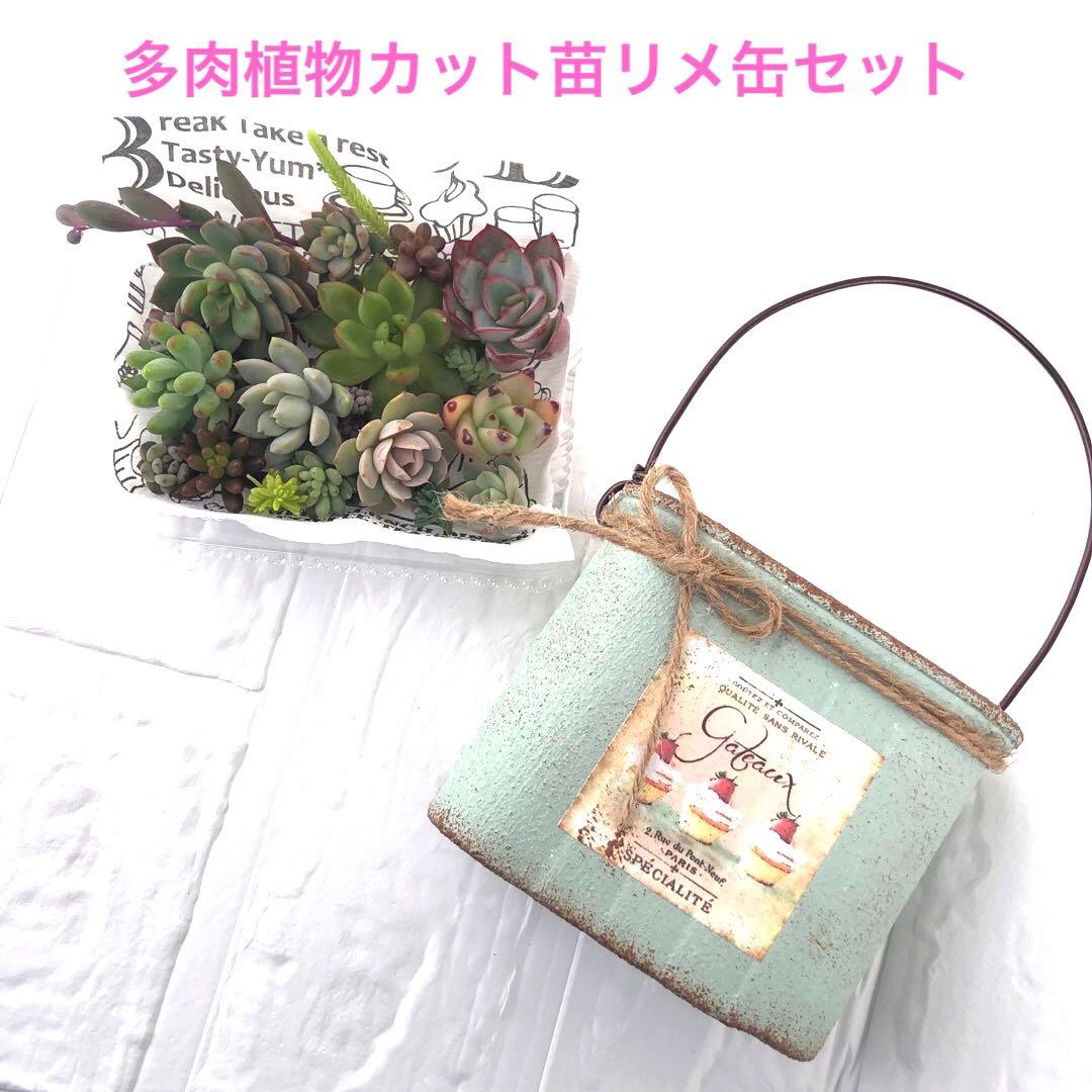 多肉植物カット苗　リメイク缶　2