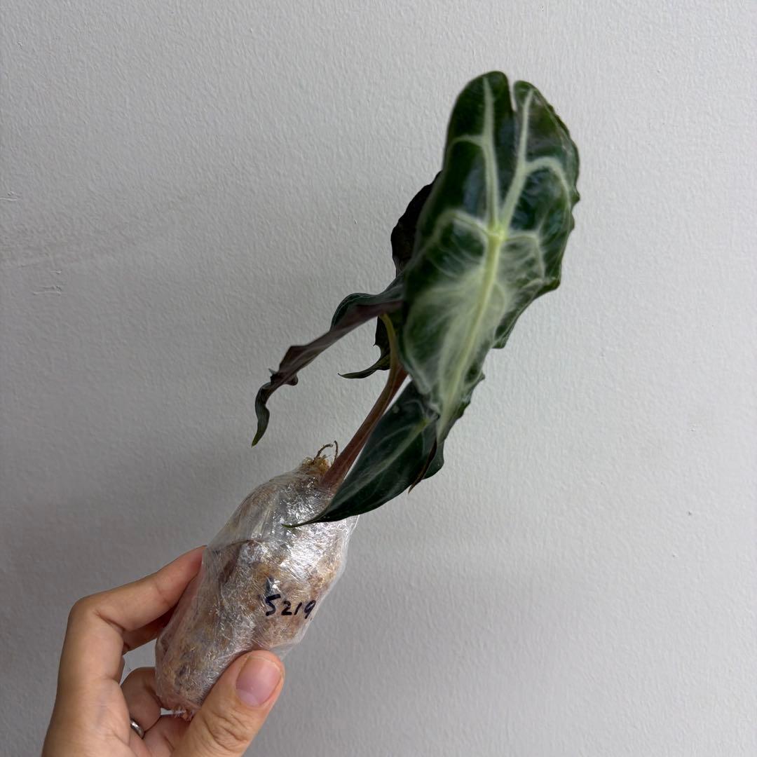 アロカシア ヴェノム Alocasia 'Venom' 管理番号s219