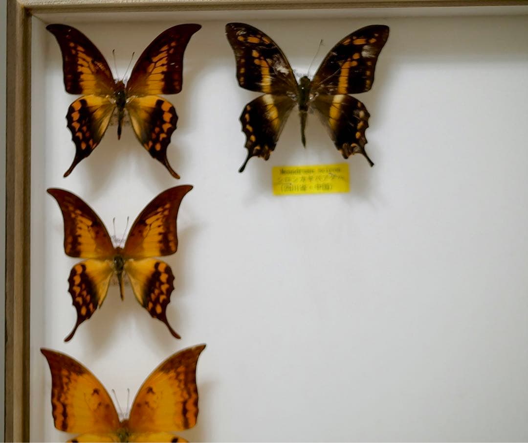 蝶標本 カギバ・テング・シロンカギバアゲハ 産地別コレクション 大型ドイツ箱