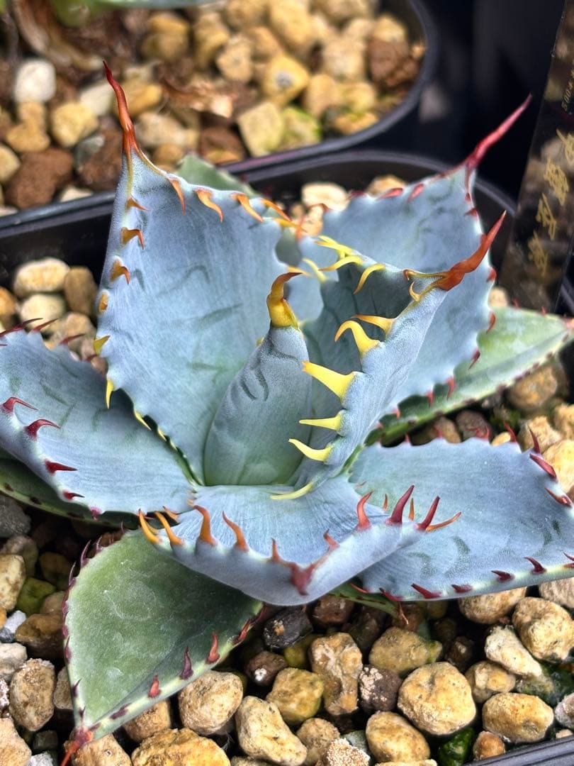 アガベ 甲蟹屈原 子株 発根済 特白 青葉 陽炎 狂刺 連刺 ハイブリッド ④