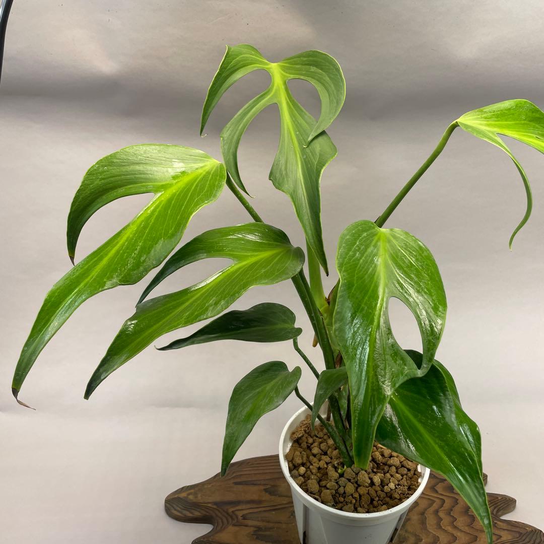 よ*ー様 L013モンステラ バールマルクスフレーム