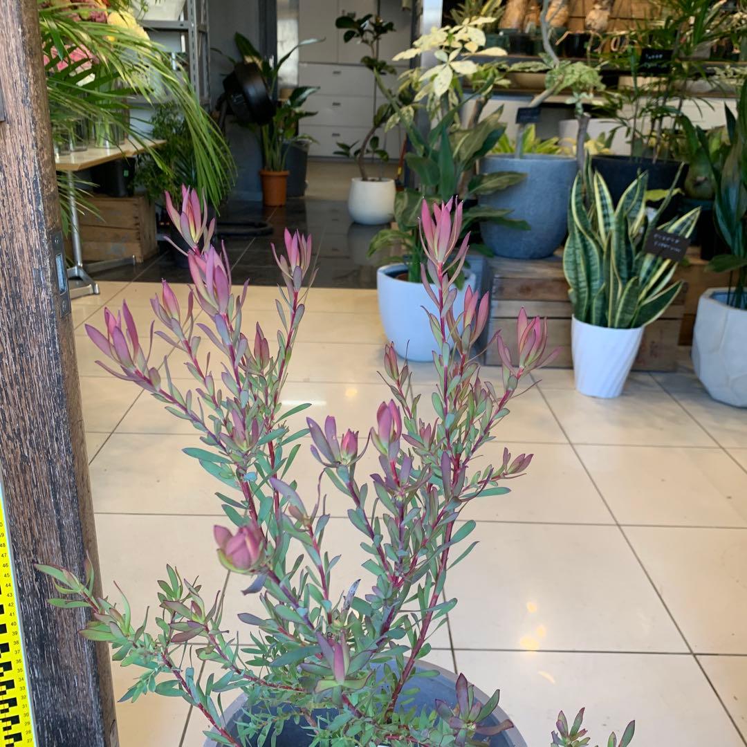 リューカデンドロン エイミー ファイバー鉢