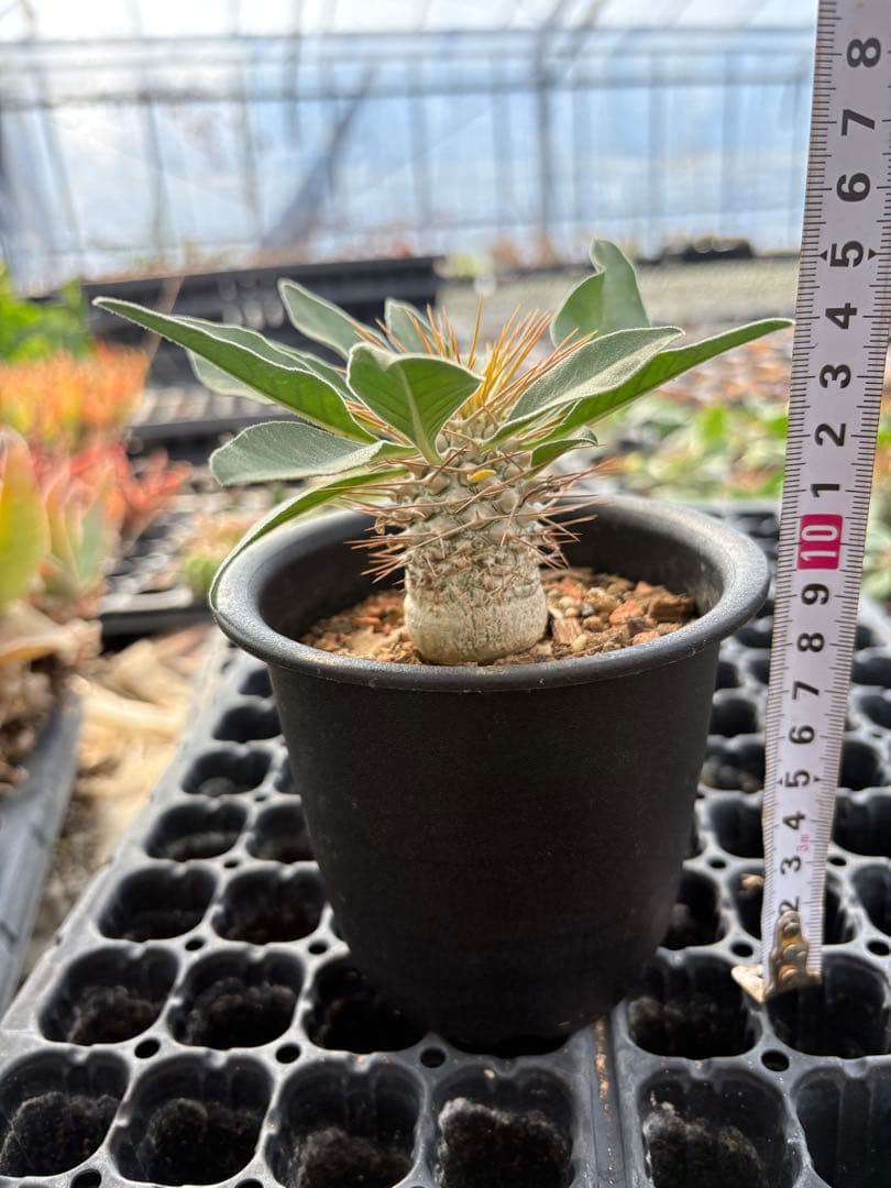 パキポディウム　ナマクアナム　光堂　国内実生　3.5寸