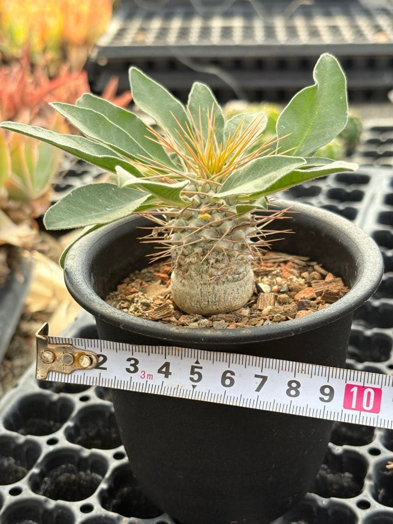 パキポディウム　ナマクアナム　光堂　国内実生　3.5寸