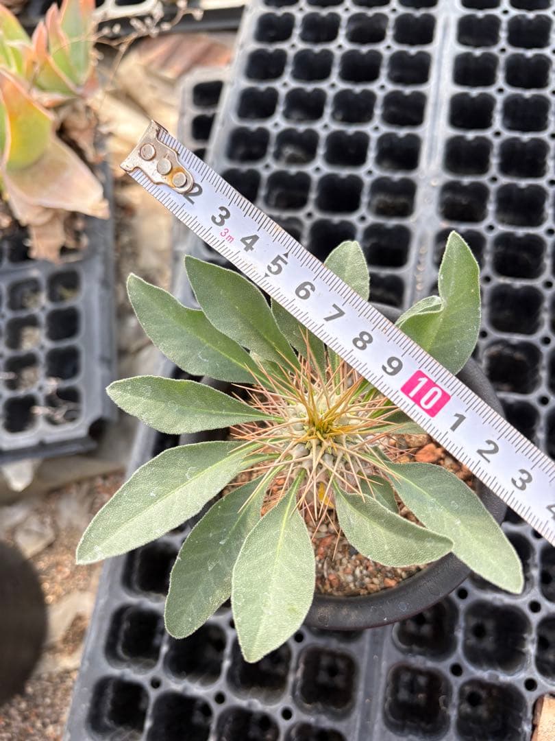 パキポディウム　ナマクアナム　光堂　国内実生　3.5寸