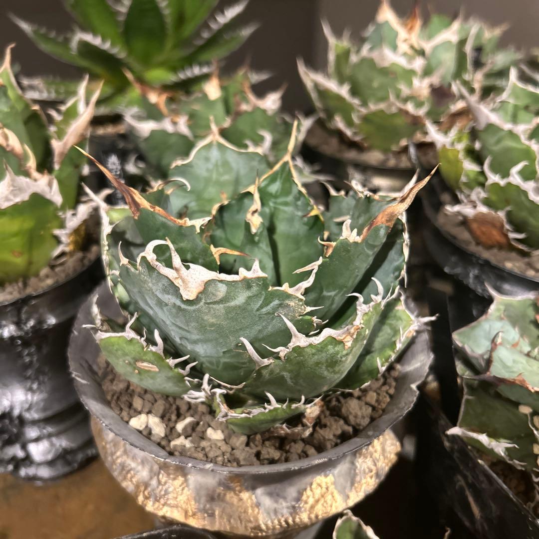 アガベ　台湾白鯨　ロングスパイン　親株出品　プレステラ鉢植え発送　特価　台湾血統