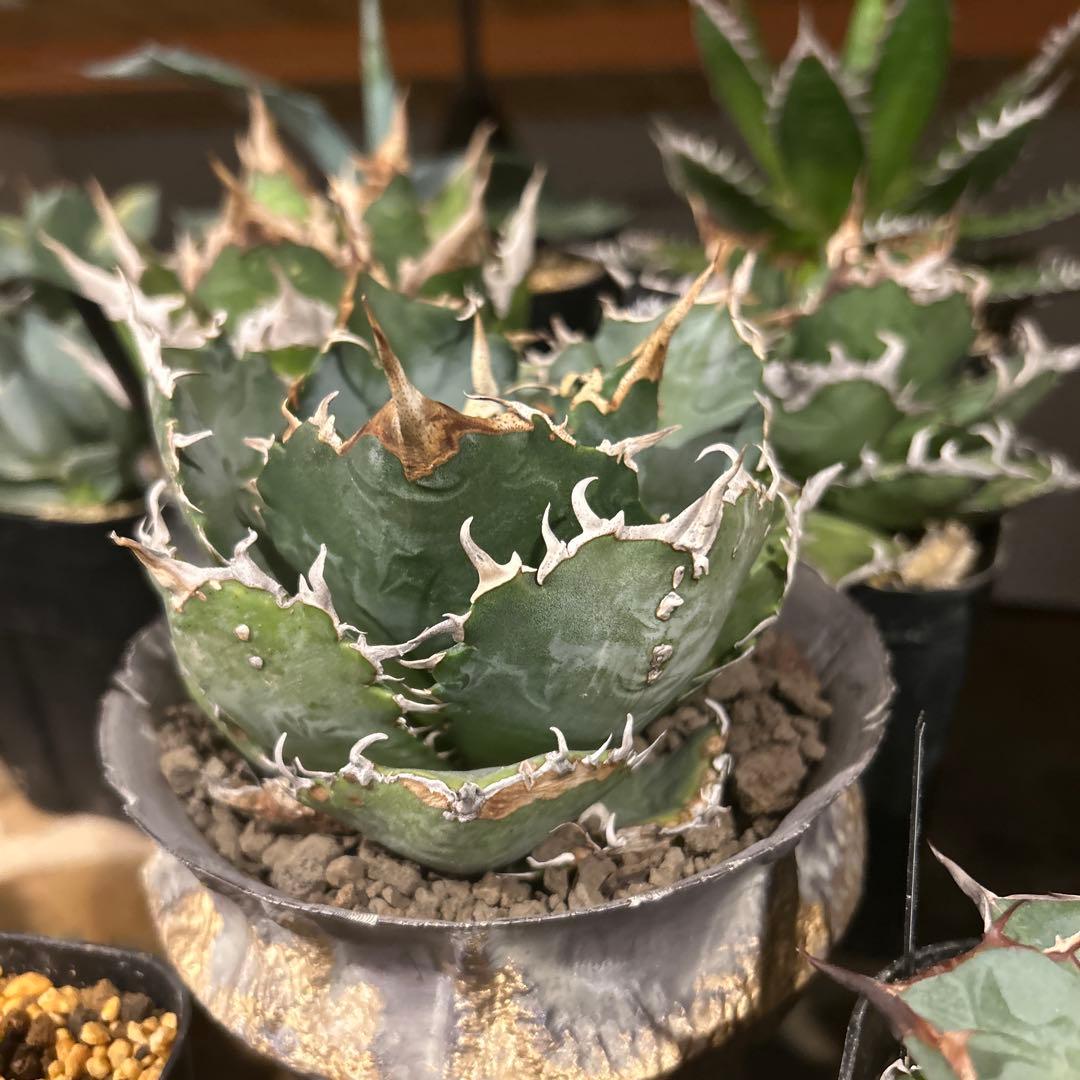 アガベ　台湾白鯨　ロングスパイン　親株出品　プレステラ鉢植え発送　特価　台湾血統