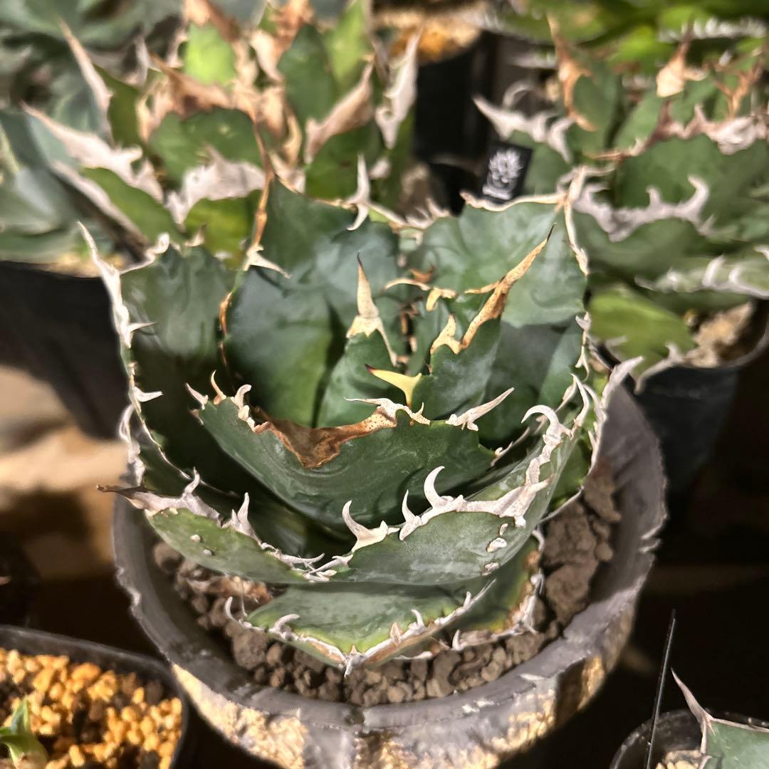 アガベ　台湾白鯨　ロングスパイン　親株出品　プレステラ鉢植え発送　特価　台湾血統