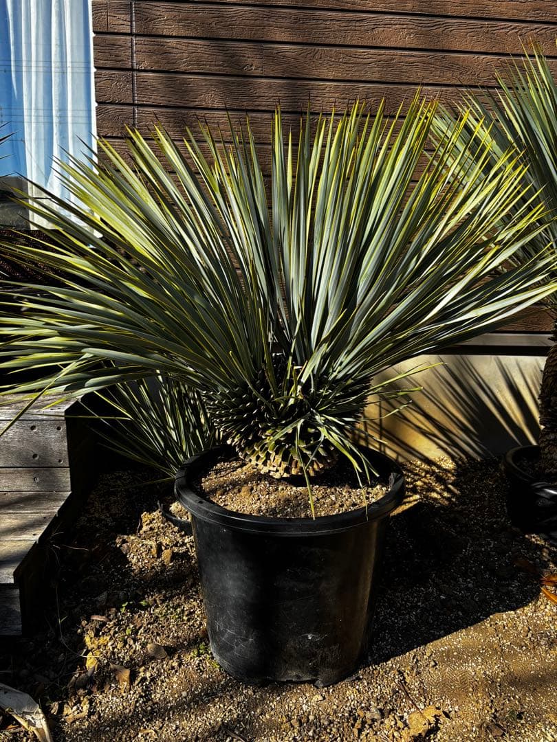 ロストラータ　分頭株