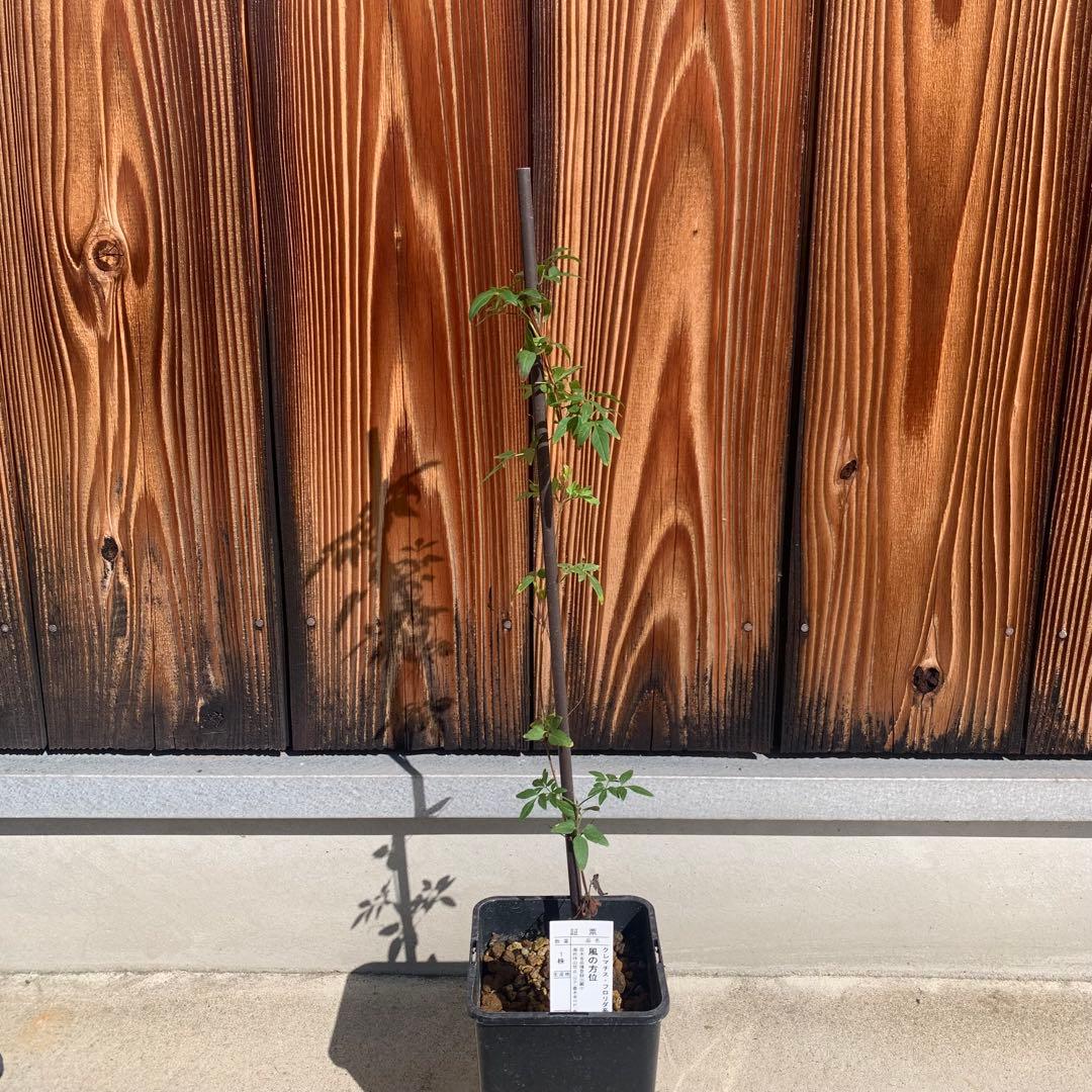 三*子様 クレマチス　風の方位　希少苗　① クレマチス苗