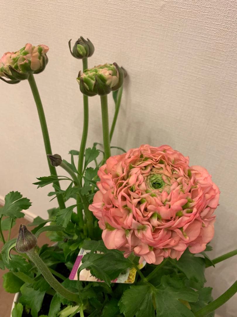 正規大苗ラナンキュラスポンポン「アリス」　開花中
