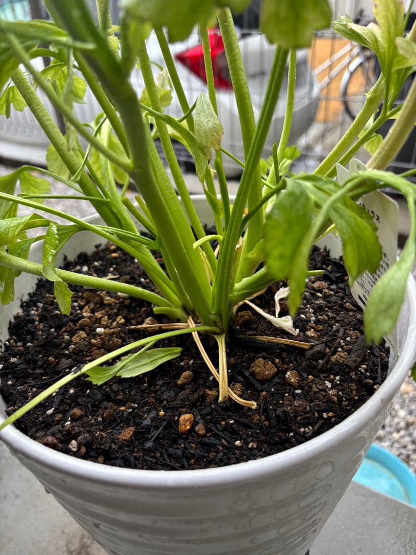 正規大苗ラナンキュラスポンポン「アリス」　開花中