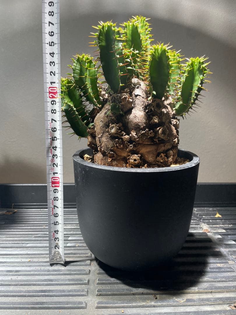 おとの　ユーフォルビア　ムランジーナ　ピグマエア