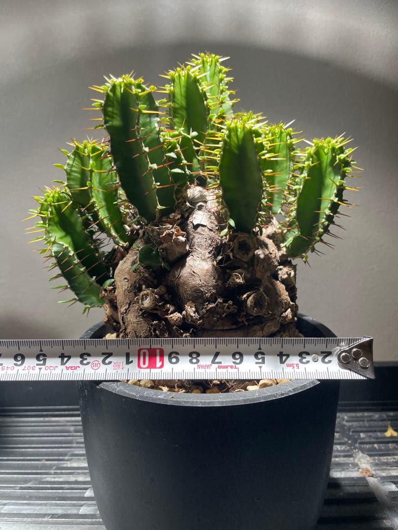 おとの　ユーフォルビア　ムランジーナ　ピグマエア