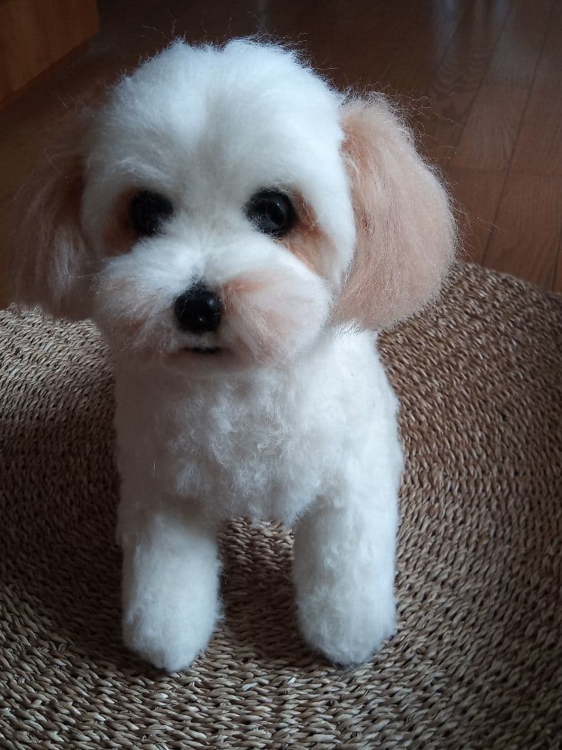 愛犬さんの羊毛フェルトオーダー・茶子様ご確認専用