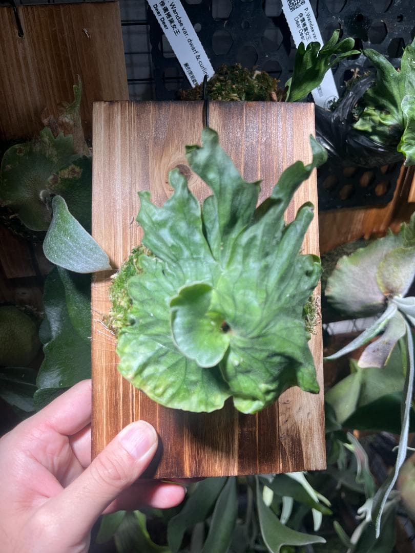 K*R様 P. wandae 'Curling'（ワンダエ・ドワーフ・カーリング