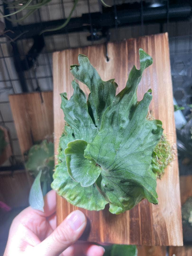 K*R様 P. wandae 'Curling'（ワンダエ・ドワーフ・カーリング