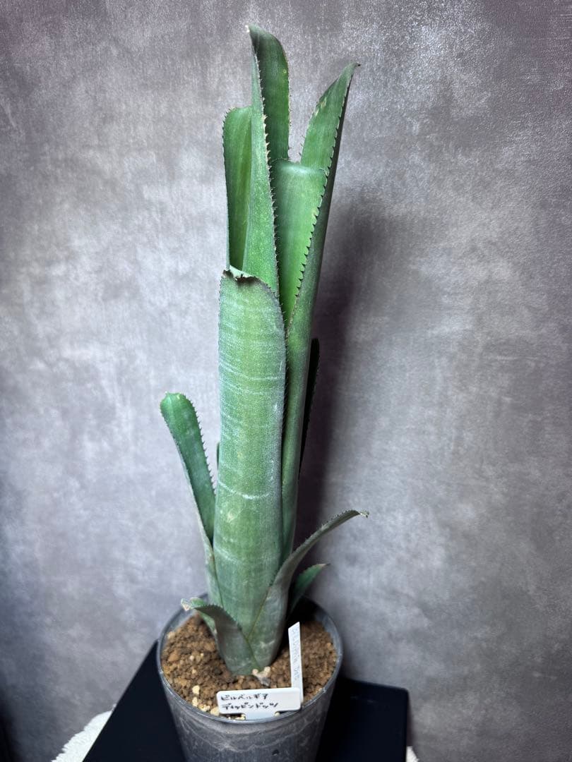 Billbergia dippin dot ビルベルギア ディッピンドッツ