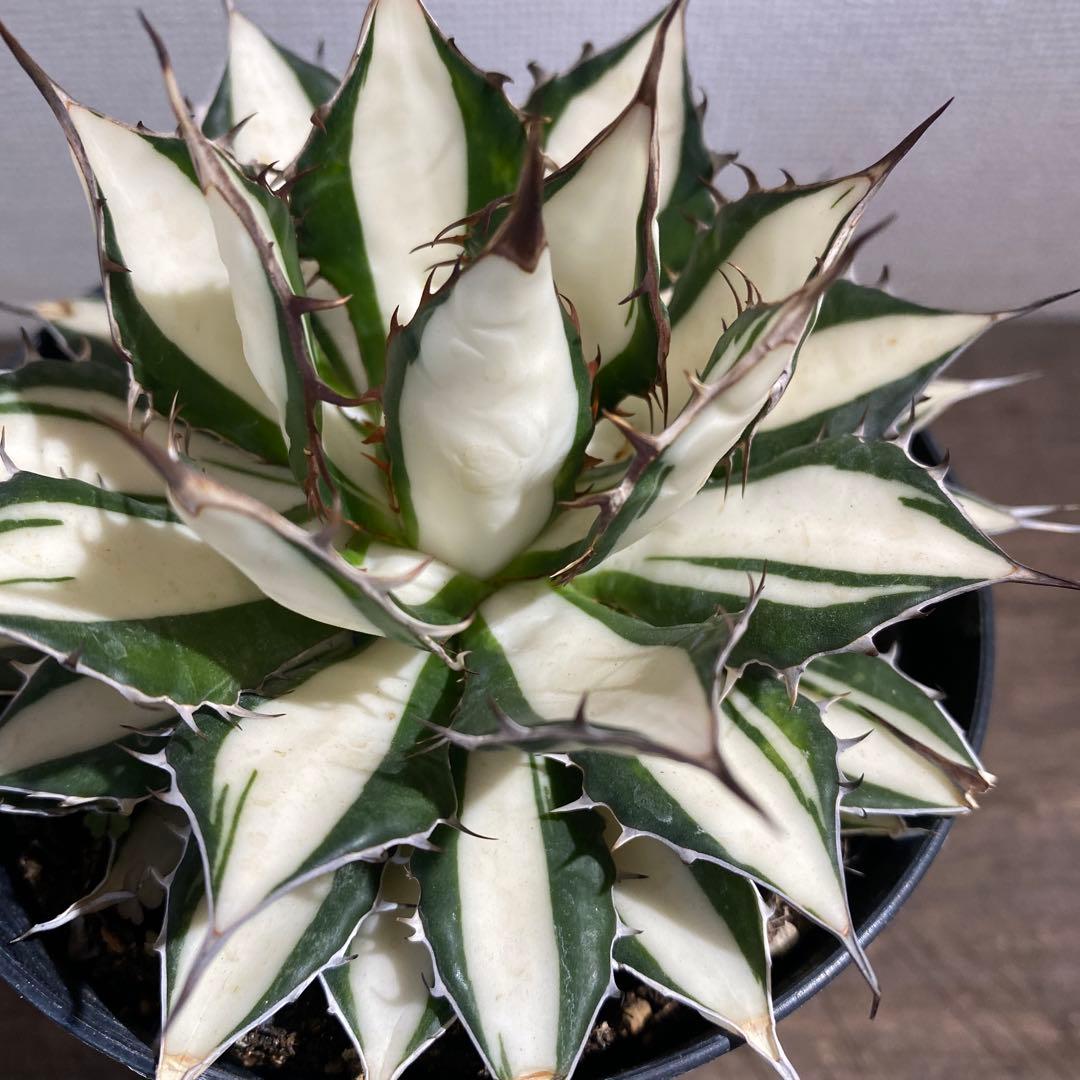 アガベ　ホリダ白中斑入　極上　初売3